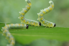 Pristiphora testacea