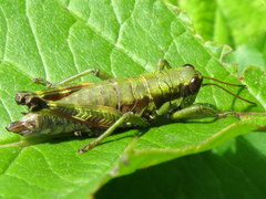 Booneacris glacialis