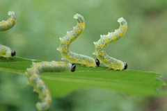 Pristiphora testacea