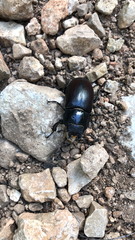 Lucanus cervus