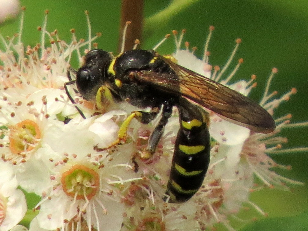 Crabro argusinus