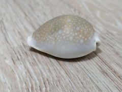 Naria miliaris