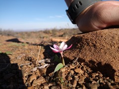Hesperantha humilis