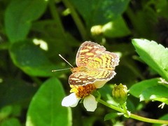 Anthanassa frisia