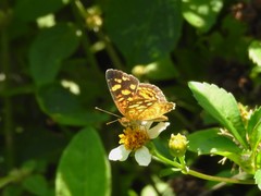 Anthanassa frisia