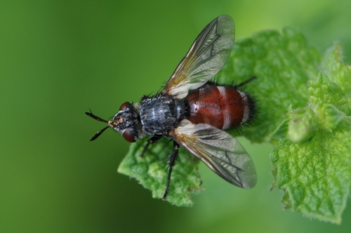 Schineria majae