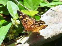 Anthanassa frisia
