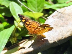 Anthanassa frisia