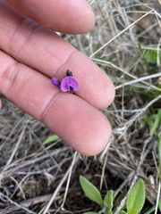 Glycine rubiginosa