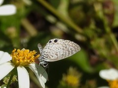 Leptotes cassius