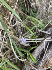 Glycine rubiginosa
