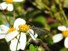 Leptotes cassius