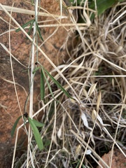 Glycine rubiginosa