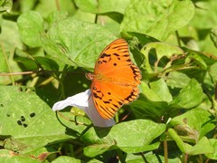 Dione vanillae