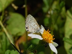 Leptotes cassius