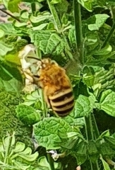 Amegilla garrula