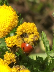 Adalia bipunctata