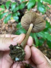 Inocybe insignis