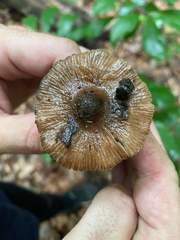 Inocybe insignis