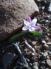 Hesperantha humilis