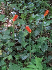 Arum maculatum