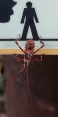 Leptoglossus occidentalis