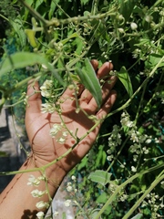 Antigonon flavescens
