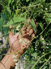 Antigonon flavescens