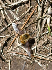 Bombylius mexicanus