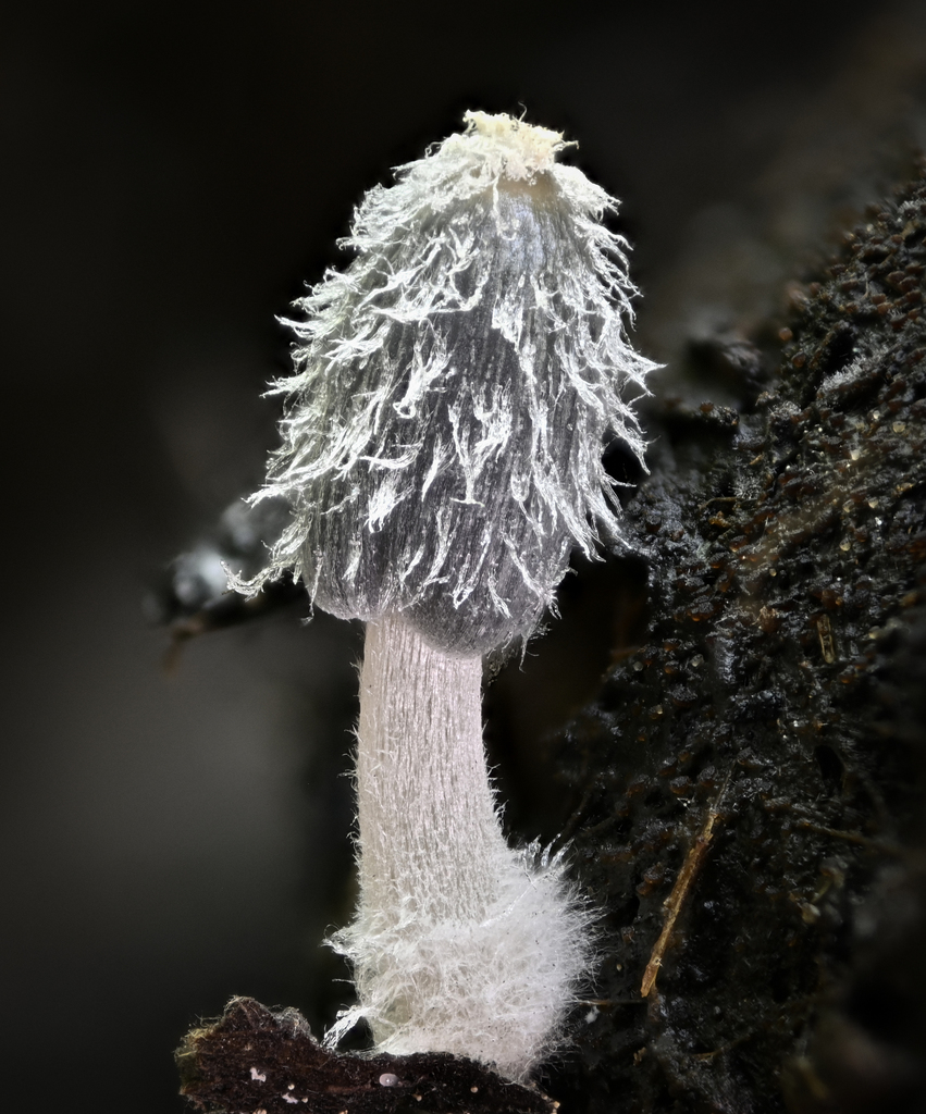 Coprinopsis sect. Radiatae