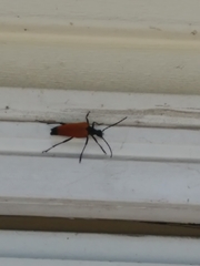 Stenelytrana emarginata
