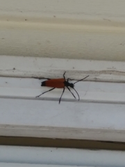 Stenelytrana emarginata