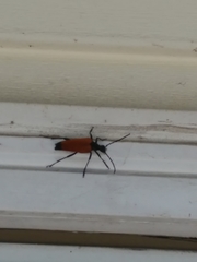 Stenelytrana emarginata