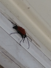 Stenelytrana emarginata