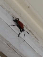 Stenelytrana emarginata