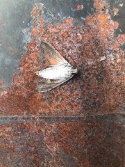 Erinnyis oenotrus