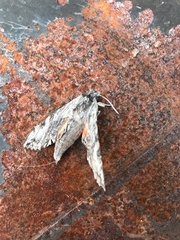 Erinnyis oenotrus