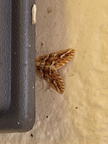 Western Conifer Looper photo 5