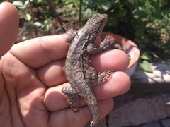 Sceloporus grammicus