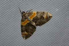 Dysstroma hersiliata