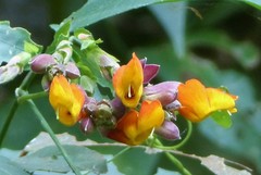 Thunbergia coccinea