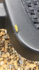 Chlorophorus glabromaculatus