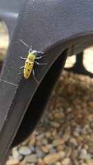 Chlorophorus glabromaculatus