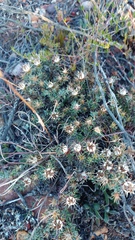 Macledium spinosum