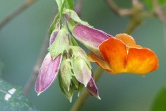 Thunbergia coccinea