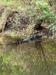 Alligator mississippiensis