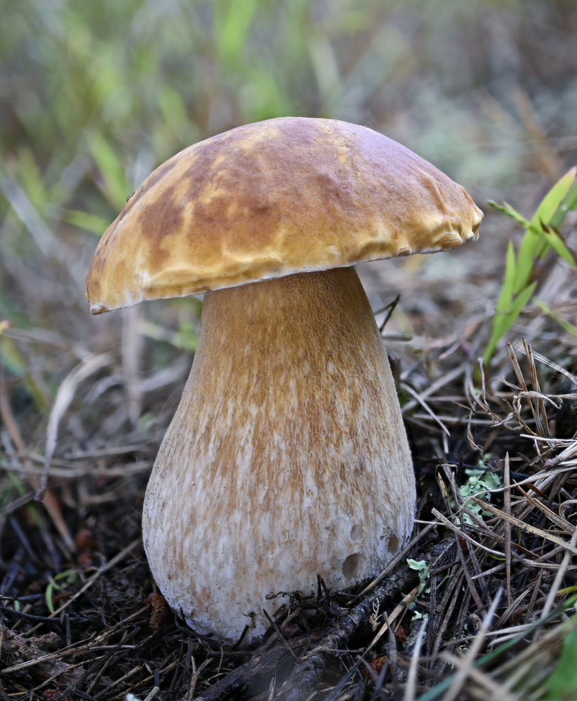Gewoon eekhoorntjesbrood, foto van iNaturalist