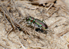 Cicindela purpurea