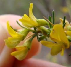 Aspalathus spinosa spinosa