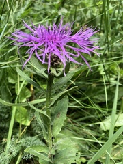 Centaurea nervosa